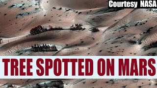 NASA Tree spotted on Mars claims Alien enthusiasts  Oneindia News [upl. by Yalonda]