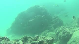 Diving At Isla Farallon in Panama [upl. by Sharia]