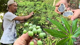 Picking Wild VegetablesPure OrganicLishamlok Village Tangkhul [upl. by Laing]