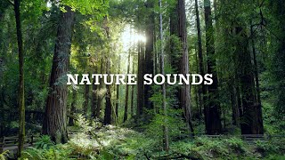 Nature Sounds Morning Song Of Forest Birds 24 Hours Sounds Of Nature For Sleep And Relaxation [upl. by Derk241]