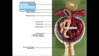 The Renal Corpuscle Glomerulus and Blood Filtration [upl. by Yule609]