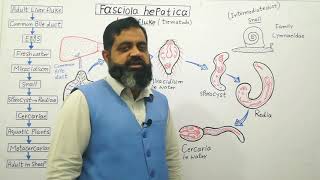 Life cycle of Liver Fluke Urdu Hindi medium profmasoodfuzail Class Trematoda  Miracidium [upl. by Urata]