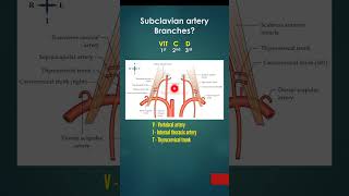 Subclavian artery  Origin Parts Branches  Mnemonic VIT C D [upl. by Akeyla]