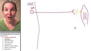 Skeletal Muscle 1 Somatic Motor NS [upl. by Leva]