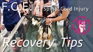 FCE overview  Spinal Cord Injury in Dogs Obi’s Recovery amp Physio Tips for Home [upl. by Demetria]