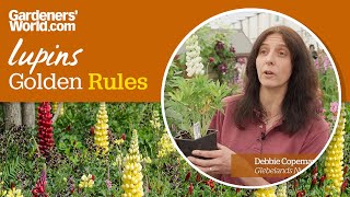 Caring for lupins  Golden Rules [upl. by Batchelor]