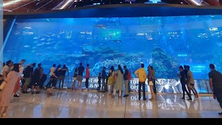 MY 4TH LIVE STREAMWELCOME TO DUBAI AQUIARIUM10922 [upl. by Marchak539]