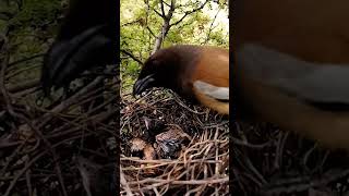 Rufous treepie bird babies P 4 shorts viralshorts [upl. by Ostap]