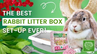 How To Set Up a Rabbit Litter Box For Beginners [upl. by Stannwood]