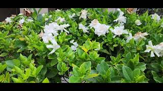 Gardenias in Full Bloom My Neighbors yard [upl. by Ojybbob407]