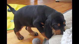 7 COONHOUND PUPPIES take on a massive CATERPILLAR [upl. by Rennie]