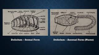 Life History of Doliolum 1 [upl. by Aetnahc]