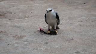 Black shouldered Kite Hunt Mouse Black Wing Kite [upl. by Coward12]