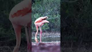 A Flamboyance of Flamingos  Galápagos Islands  Lindblad Expeditions [upl. by Drehcir]