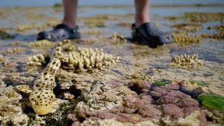 Sir David Attenborough and His Crew Race to Film a Walking Shark [upl. by Sivie837]