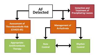 Afib Prevention of Stroke in AFib and Atrial Flutter [upl. by Arne]