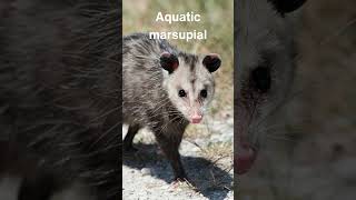 The Ultimate Aquatic Marsupial You’ve Never Heard Of [upl. by Kinata964]