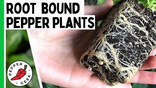 Root Bound Peppers  How To Avoid Root Bound Plants  Pepper Geek [upl. by Honna]