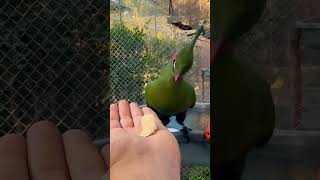 Turaco Schalowi 💚 [upl. by Treblah]