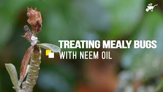 Treating Mealy Bugs Organically with Neem Oil amp Soap  myBageecha [upl. by Eirret496]