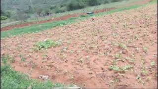 Ratzonkijiji Farm Beans growing [upl. by Icats741]