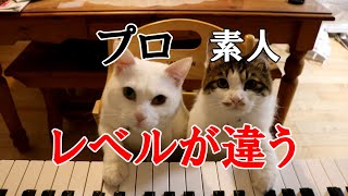 猫ピアノ 素人とピアニスト [upl. by Orten]