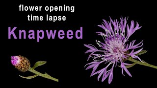 Knapweed flower opening  time lapse 4K [upl. by Hanshaw894]