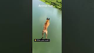 Dogs That Fly  Malinois amp Alsatian Dogs Show Their Jumping Agility Shorts dog Jumping [upl. by Elraet370]