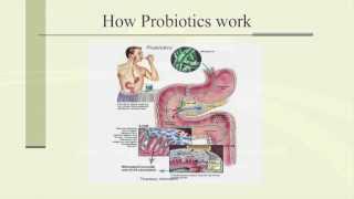 Probiotics and You What Are Probiotics and How Probiotics Work [upl. by Anekahs]