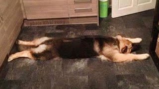 Funniest German Shepherd Videos Are Sure To Brighten Your Mood [upl. by Annirok167]