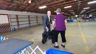 The Mighty Bouvier des Flandres A Loyal Guardian petzpaws learndontreturn bouvierdesflandres [upl. by Irual]