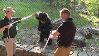 Zach at the Zoo  The Sloth Bear [upl. by Etteloc]