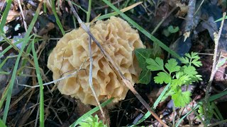 Morilles 2024  premières morilles pour Alain et Christine 👍👍 [upl. by Farleigh]