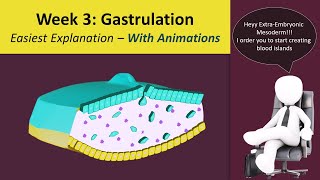 Gastrulation  Human Embryology  3rd Week Animated  MedicoVisual [upl. by Annehs941]