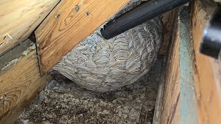 MASSIVE Yellow Jacket Wasp Nest Inside Attic  Wasp Nest Removal [upl. by Frodi]