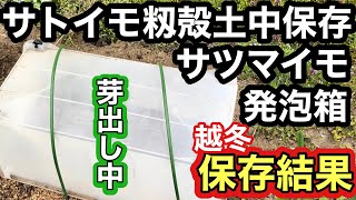 籾殻土中保存サトイモ・発泡箱保存サツマイモの越冬結果＆芽出し [upl. by Jeroma]