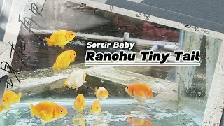 Sortir Maskoki ranchu tiny tail  Goldfish Ranchu [upl. by Anerrol]