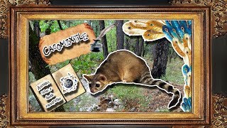 cacomixtle El prociónido de muchos nombres  documental de animales salvajes [upl. by Noicnecsa370]