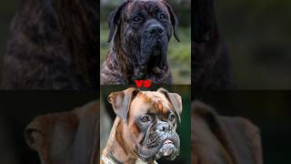 PRESA CANARIO VS CAUCASIAN SHEPERDBOXERGULL DONGPITBULL [upl. by Fougere]