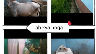 sita ki ma bhag gai bihariview vlog viaralvideo cowlover [upl. by Xirtaeb]