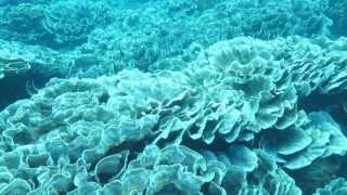 Diving Christmas Island [upl. by Pillsbury]