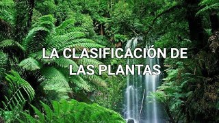 LA CLASIFICACIÓN DE LAS PLANTAS El reino plantae [upl. by Ahrens]