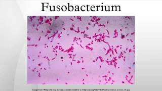 Fusobacterium [upl. by Novak481]