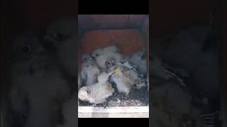 Ringing five Kestrels chicks kestrels commonkestrel shorts birds [upl. by Marcie]