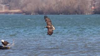 Eagle Soaring over Onondaga Lake [upl. by Annabella196]