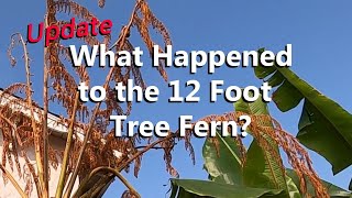 I Thought My 12 Foot Tree Fern Died  The Cyathea Cooperi Went Into Transplant Shock After Planting [upl. by Atirys]