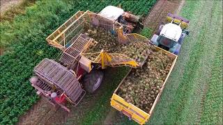 Knolselderij rooien  Celeriac harvest  Knollensellerie ernte  Agrifac  Drone Landbouw [upl. by Kahaleel]