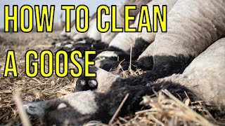 How To Clean A Goose [upl. by Raf]