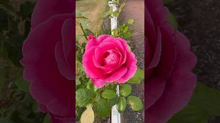 🌸 BEAUTIFUL PINK ROSE IN ENGLISH COUNTRY COTTAGE GARDEN IN LATE AUGUST 💕 [upl. by Attirehs542]