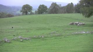 The Amazing Sheepdogs of Leault Farm [upl. by Ryter]